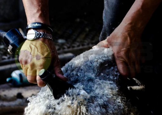 Wool Dye Treatment